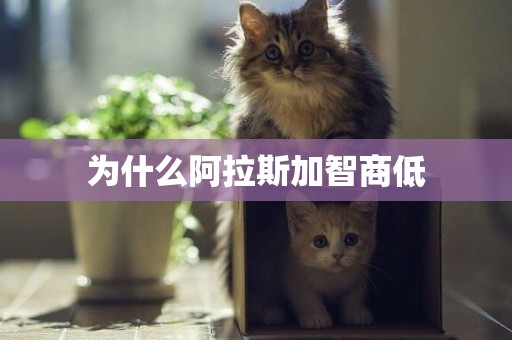 為什么阿拉斯加智商低