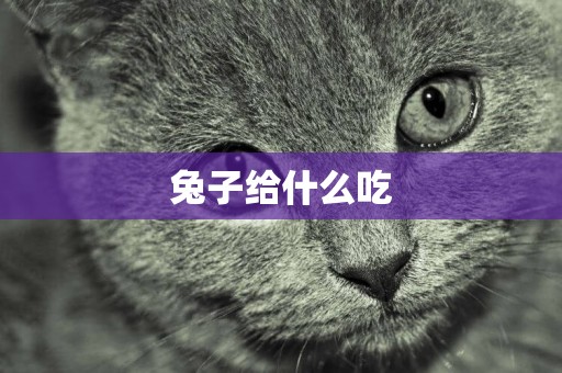 兔子給什么吃