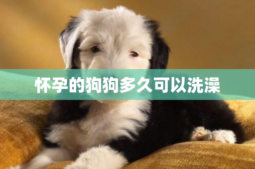 懷孕的狗狗多久可以洗澡
