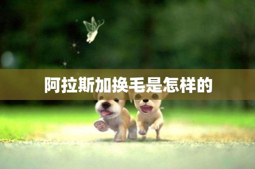 阿拉斯加換毛是怎樣的