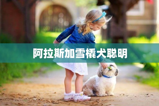 阿拉斯加雪橇犬聰明
