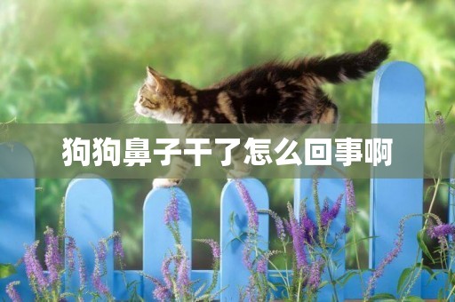 狗狗鼻子干了怎么回事啊
