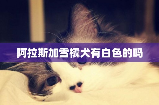 阿拉斯加雪橇犬有白色的嗎