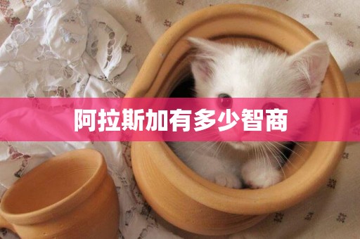 阿拉斯加有多少智商