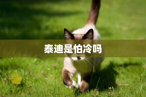 泰迪是怕冷嗎