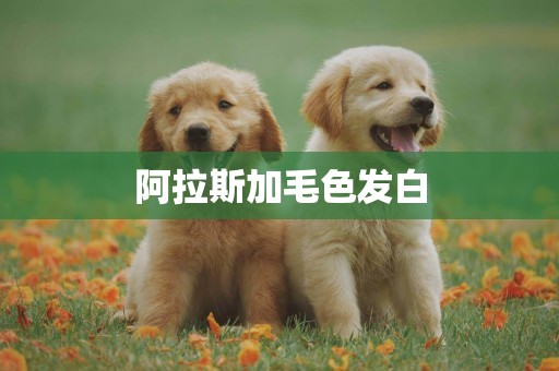 阿拉斯加毛色發白