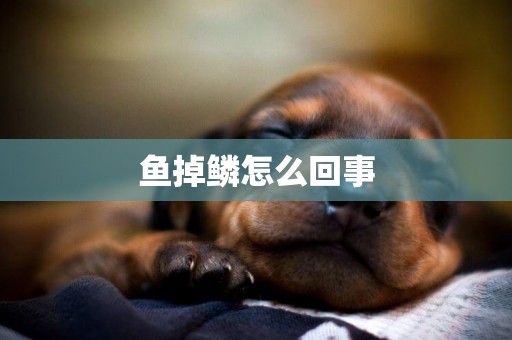 魚掉鱗怎么回事