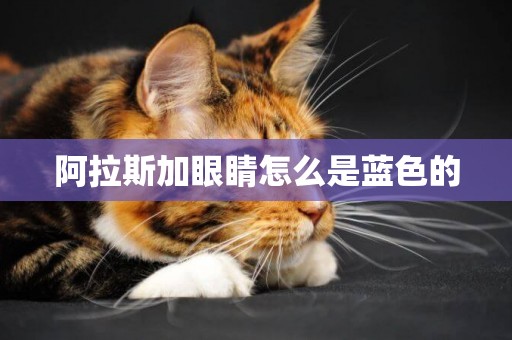 阿拉斯加眼睛怎么是藍色的