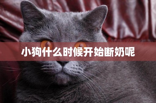 小狗什么時候開始斷奶呢