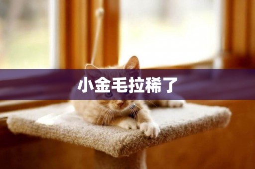小金毛拉稀了