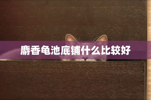 麝香龜池底鋪什么比較好