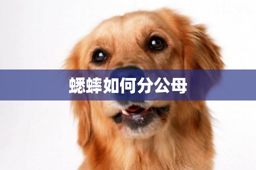 蟋蟀如何分公母