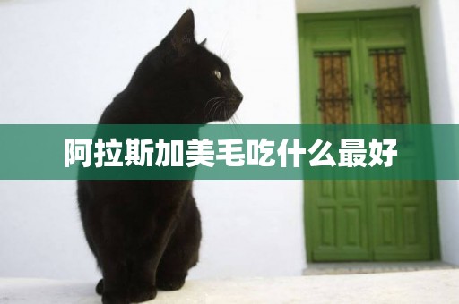 阿拉斯加美毛吃什么最好
