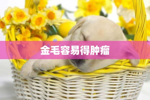 金毛容易得腫瘤