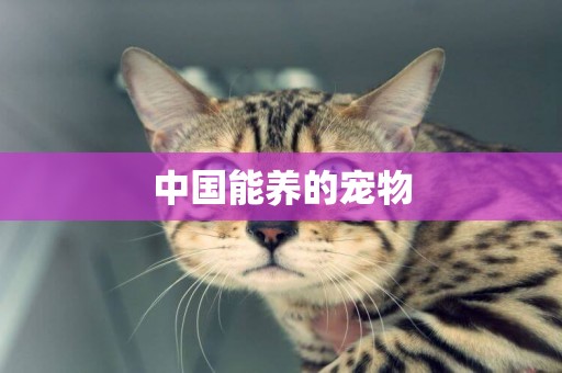 中國能養的寵物