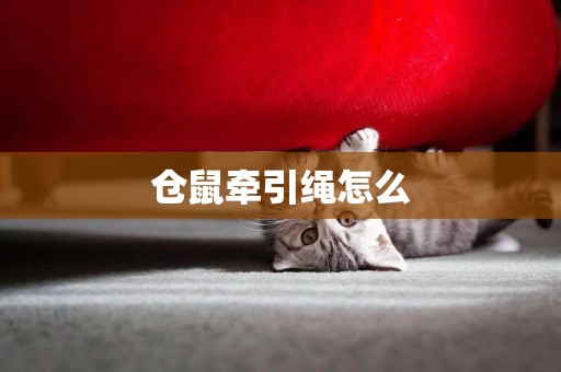倉鼠牽引繩怎么
