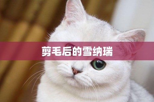 剪毛后的雪納瑞