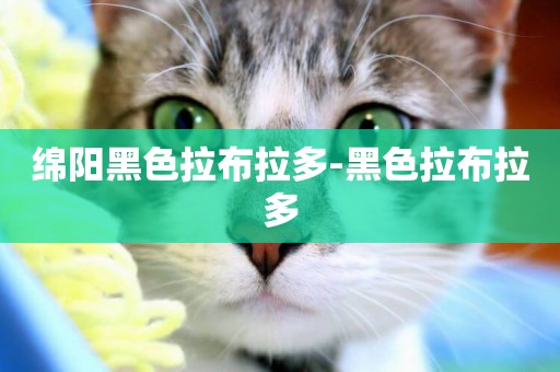 綿陽黑色拉布拉多-黑色拉布拉多