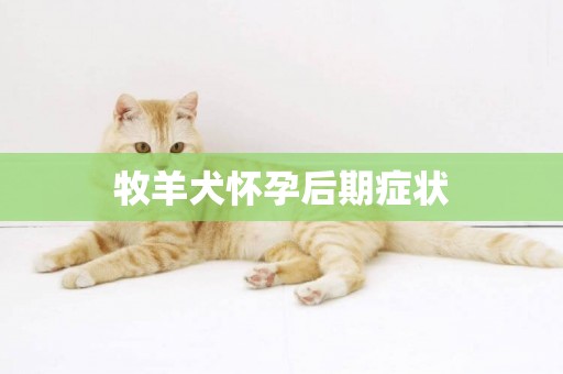 牧羊犬懷孕后期癥狀