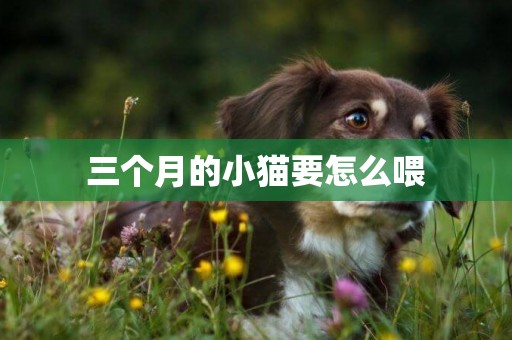 三個月的小貓要怎么喂