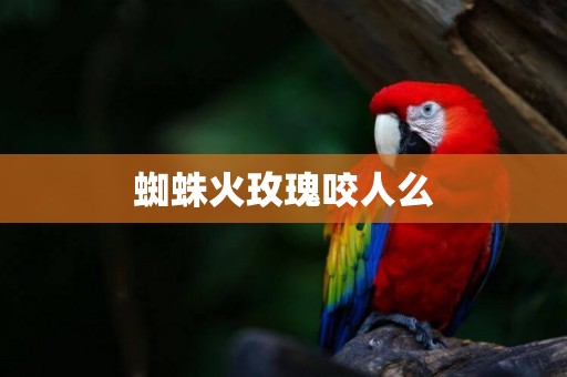 蜘蛛火玫瑰咬人么
