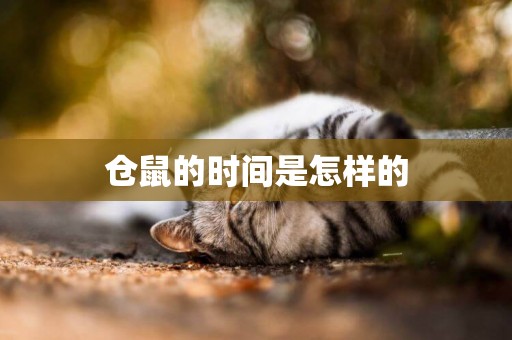 倉鼠的時間是怎樣的