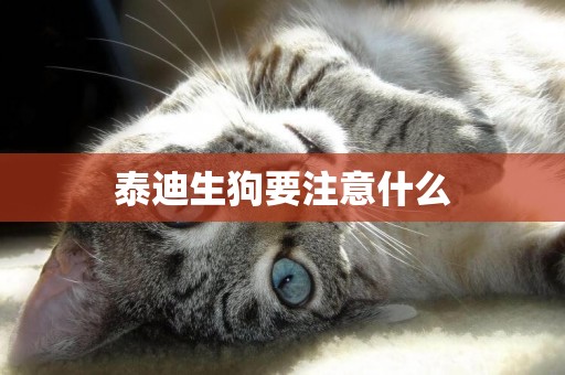 泰迪生狗要注意什么