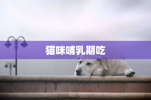 貓咪哺乳期吃