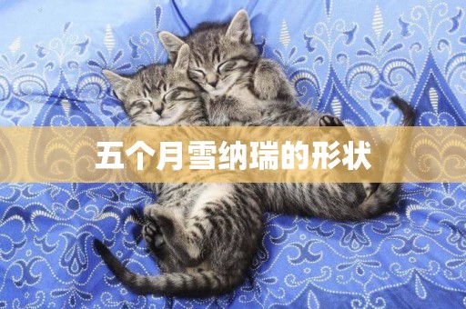五個月雪納瑞的形狀
