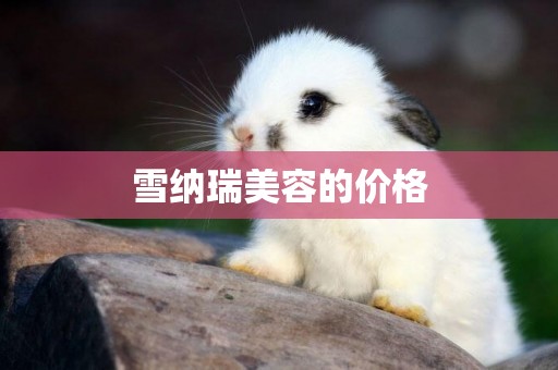 雪納瑞美容的價格