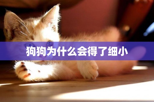 狗狗為什么會得了細小