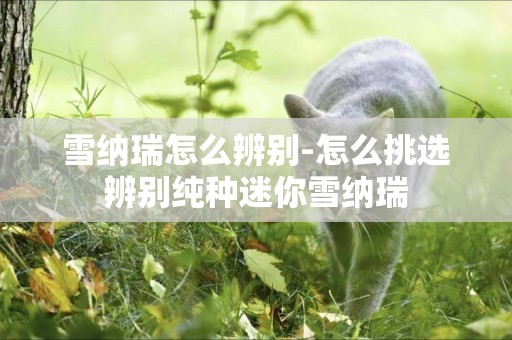雪納瑞怎么辨別-怎么挑選辨別純種迷你雪納瑞