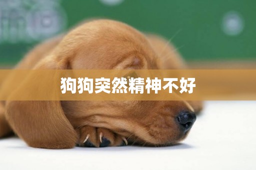 狗狗突然精神不好