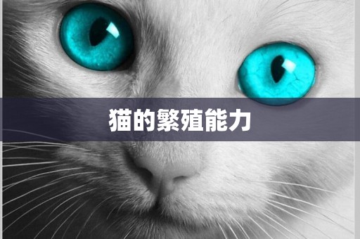 貓的繁殖能力