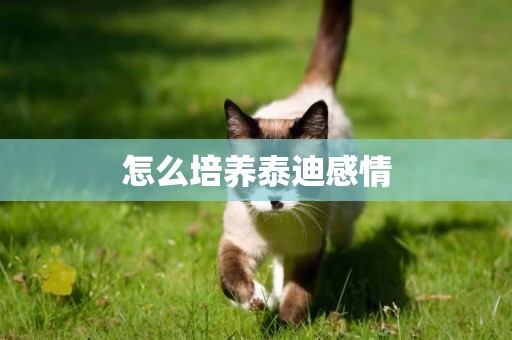 怎么培養泰迪感情