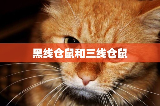 黑線倉鼠和三線倉鼠