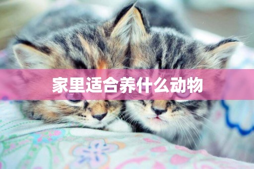 家里適合養什么動物