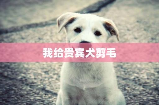 我給貴賓犬剪毛