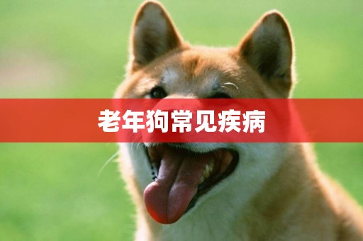 老年狗常見疾病