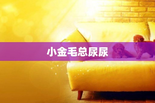 小金毛總尿尿
