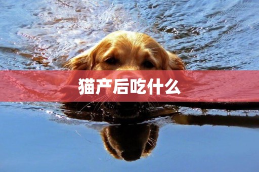 貓產后吃什么