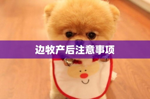 邊牧產后注意事項
