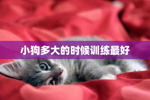 小狗多大的時候訓練最好