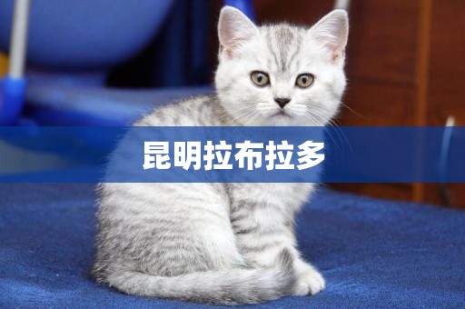 昆明拉布拉多