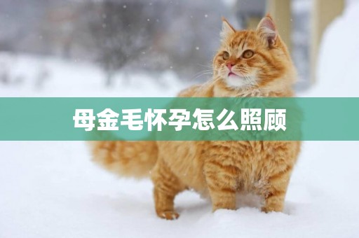 母金毛懷孕怎么照顧