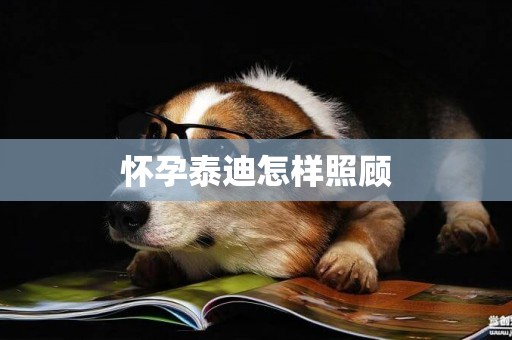 懷孕泰迪怎樣照顧