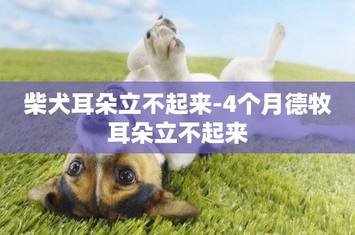 柴犬耳朵立不起來-4個月德牧耳朵立不起來
