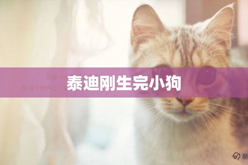 泰迪剛生完小狗