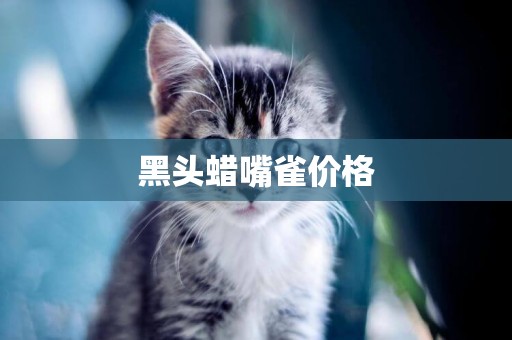 黑頭蠟嘴雀價格