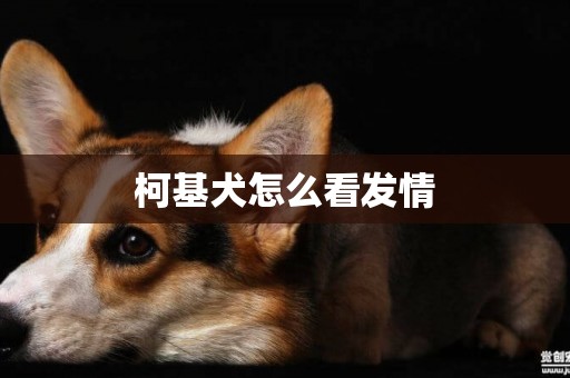 柯基犬怎么看發情